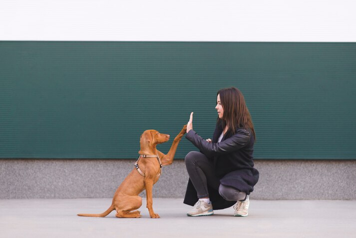 img dedicacion1 Perro siendo entrenado por un profesional en un entorno de aprendizaje